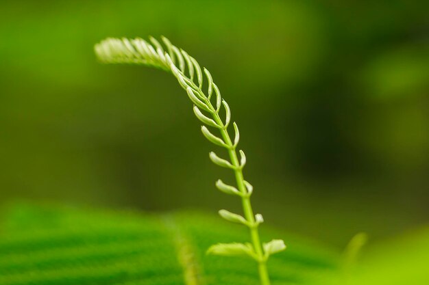 Photo close-up of fern plant growing on field