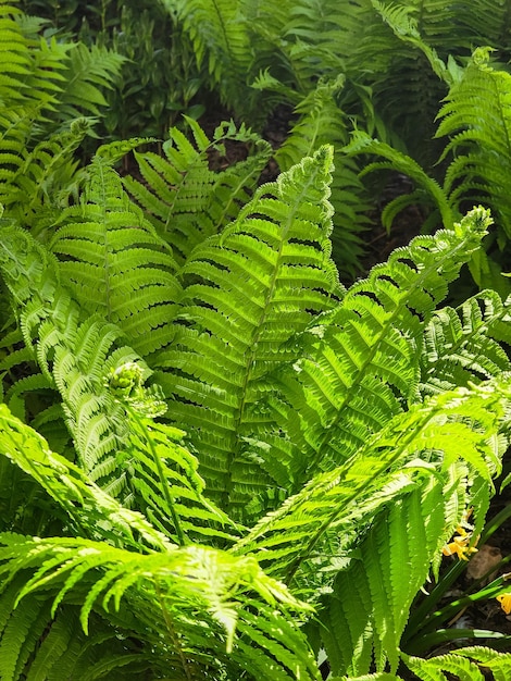 多くの葉を持つシダ植物の接写