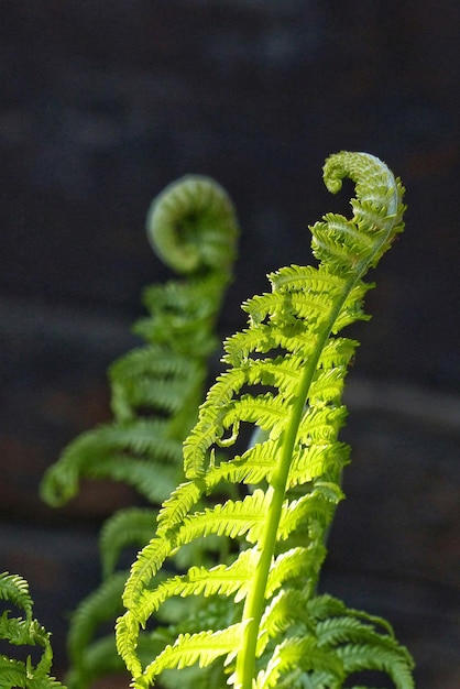 Foto close-up della pianta di felce