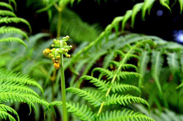 Foto prossimo piano della felce sulla pianta