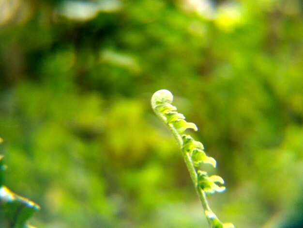 Close-up of fern plant