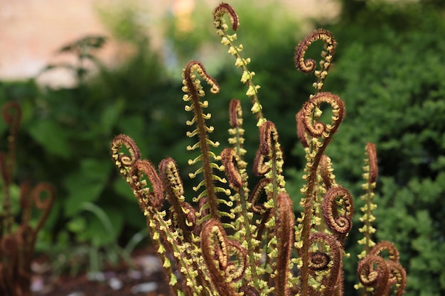 Photo close-up of fern shoots