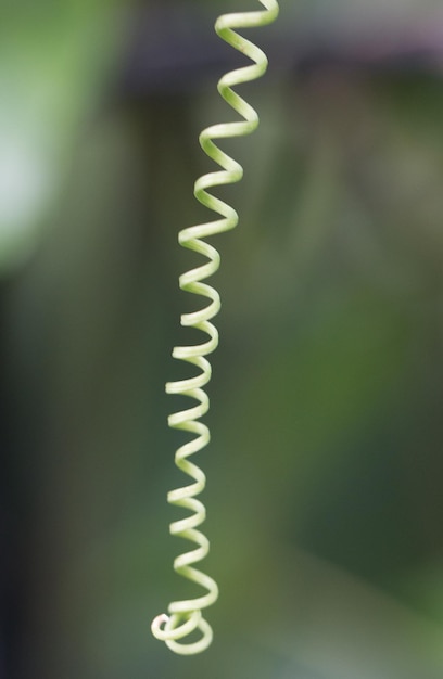 Foto close-up di una felce