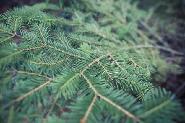 Foto close-up di una felce