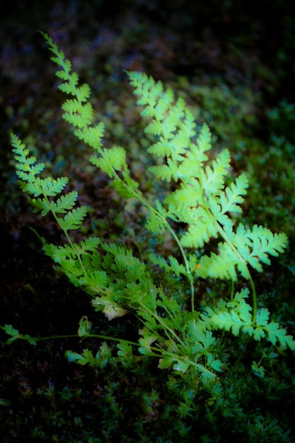 Photo close-up of fern