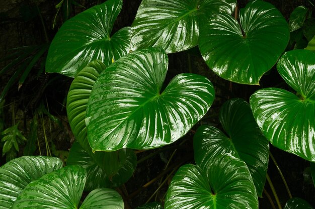 Photo close-up of fern