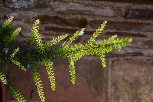 Foto prossimo piano di una felce