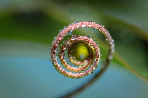 Foto close-up di una felce