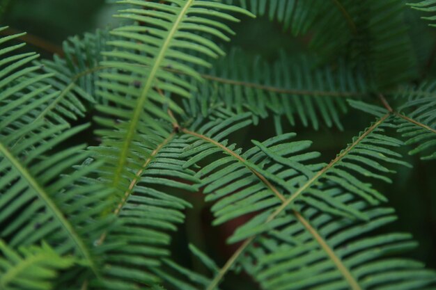 Photo close-up of fern