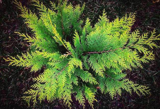 Close-up of fern