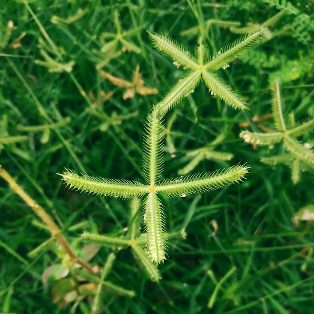 Photo close-up of fern