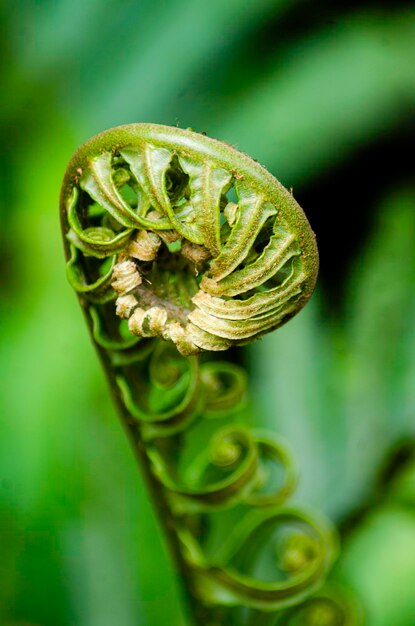 Close-up of fern