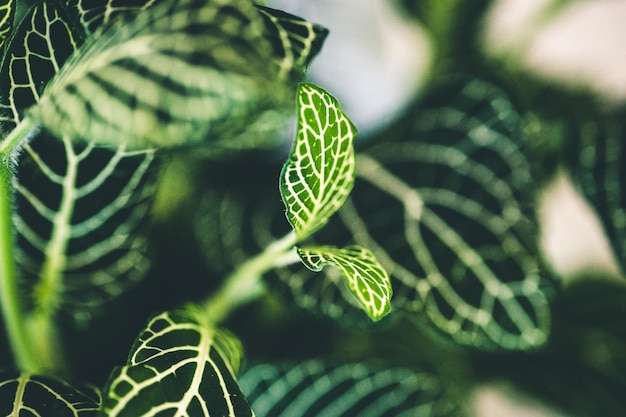 Photo close-up of fern