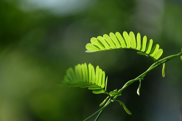 Close-up of fern