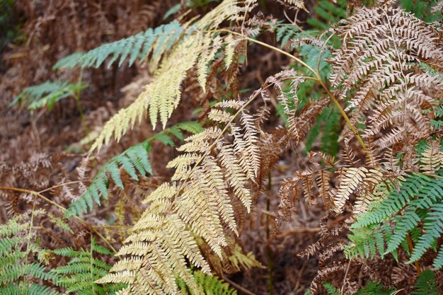 Photo close-up of fern