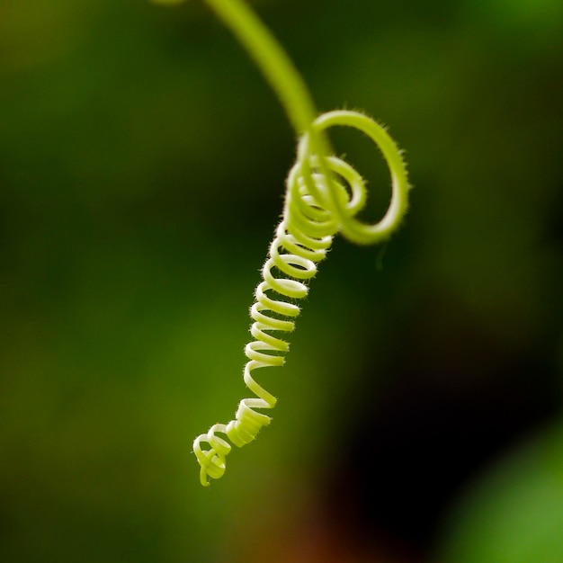 Foto close-up di una felce