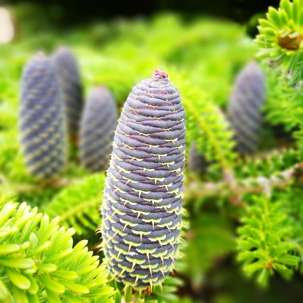 Close-up of fern