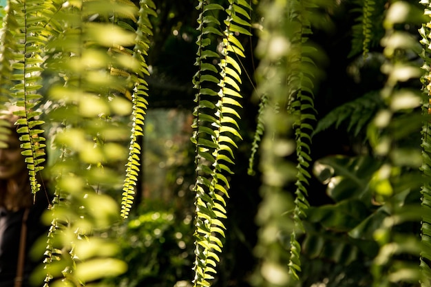 Photo close-up of fern