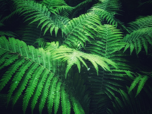 Photo close-up of fern