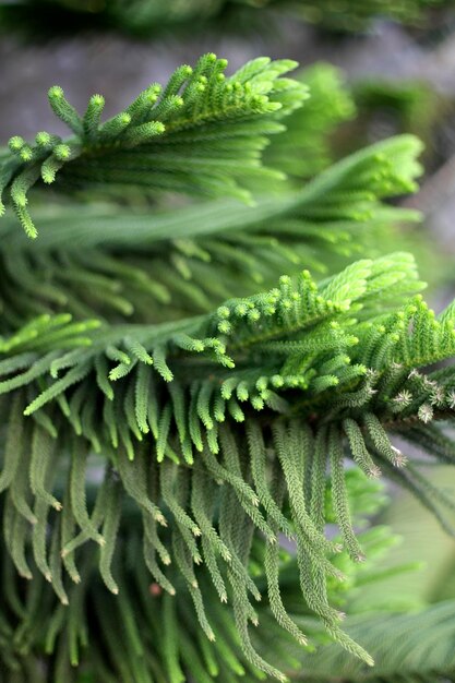 Photo close-up of fern