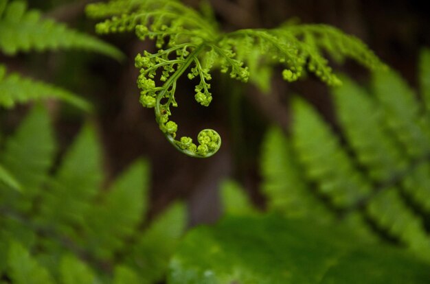 Close-up of fern