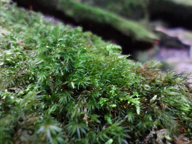 Photo close-up of fern