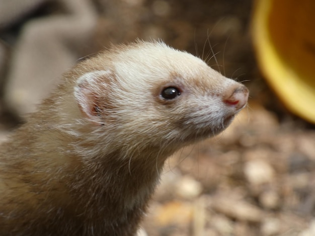 Photo close-up of ferret on land