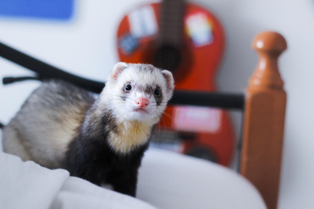 Photo close-up of ferret