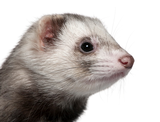 Close-up of Ferret,