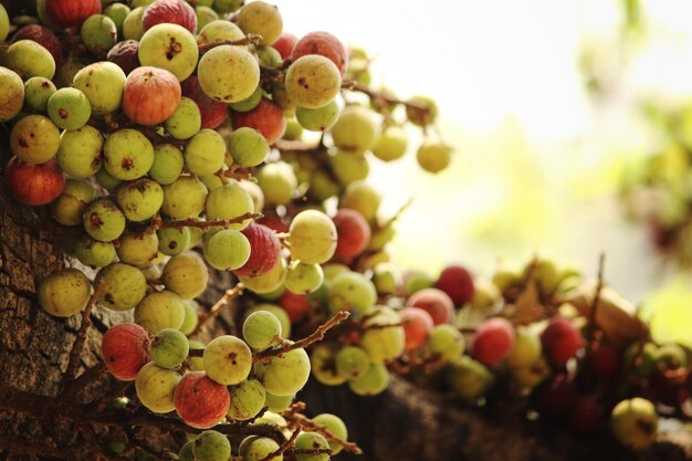 Close-up of ficus carica growing on tree