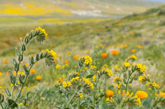 Близкий взгляд на дикие цветы Fiddleneck Amsinckia tesselata, цветущие на холмах Калифорнии