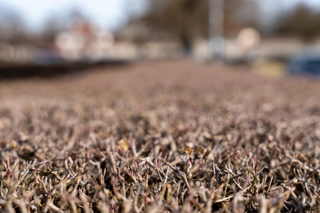 A close up of a field of dead grass