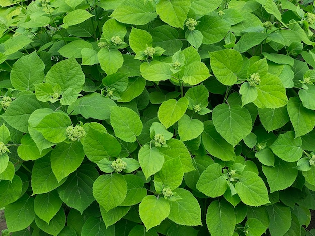 植物の葉を持つ緑の植物のフィールドの接写。