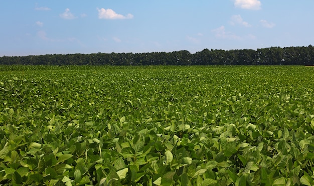 Close up field of green soya plants under clear blue sky, high angle view