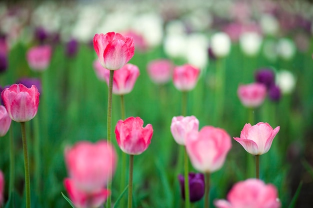 Close-up of a field of pink and spruce tulips on tall green stems in a city