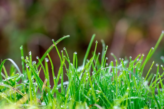 Close-up of field plants with drops after rain at sunrise or sunset