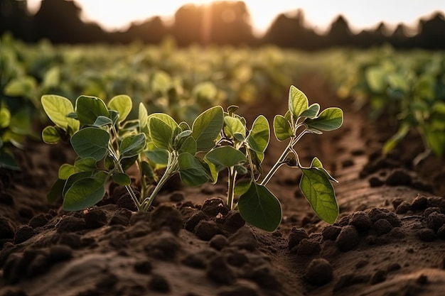 A close up of a field of soybeans with the sun setting behind it.