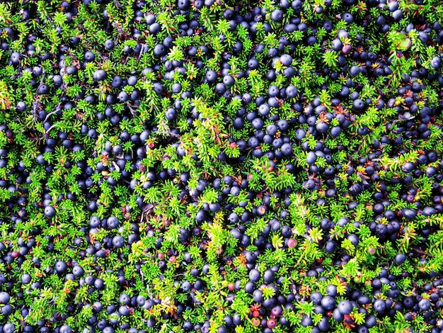 Close up of the field with wild blueberries