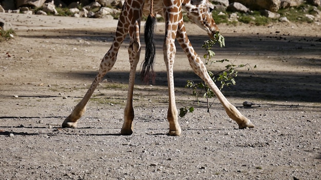 Foto prossimo piano di campo