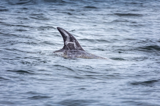 Primo piano di un fingerpringt sulla pinna di un delfino