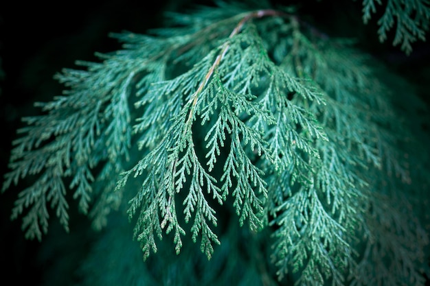 Close up of fir branches christmas narural background