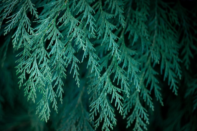 Close up of fir branches christmas narural background