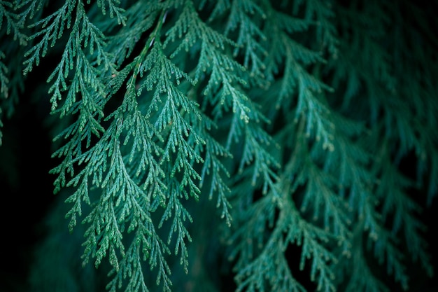 Close up of fir branches christmas narural background