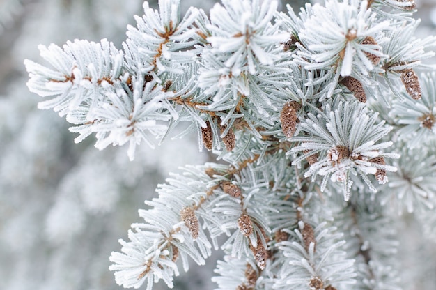 雪の中でモミの木の枝のクローズアップ