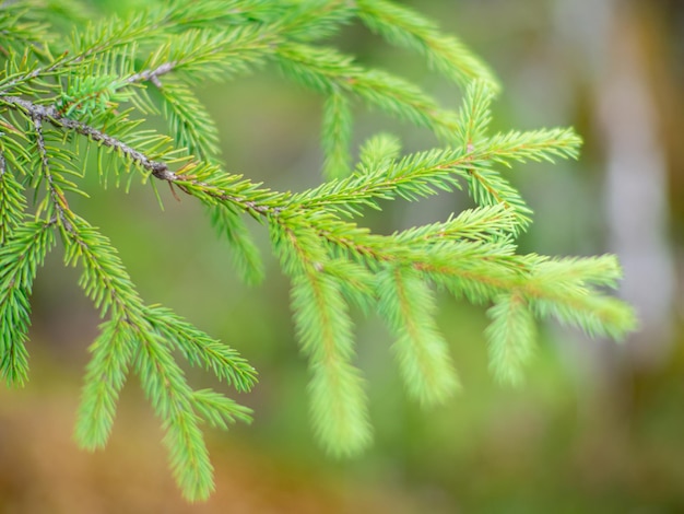 Close up of fir tree branches as background