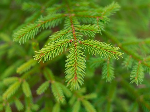 Close up of fir tree branches as background