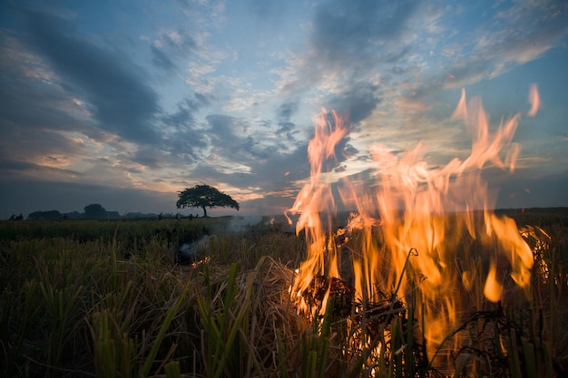 Foto prossimo piano del fuoco nel campo contro il cielo durante il tramonto