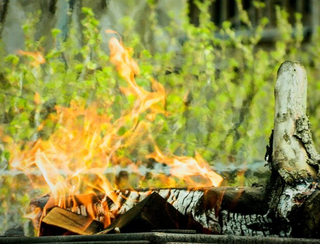 Close-up of firewood