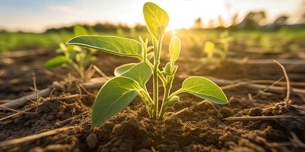 Close up of the first delicate soybean sprouts in an open field agricultural plants The soybean plant stretches out as it moves toward the light