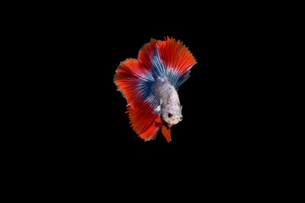 Photo close-up of fish against black background